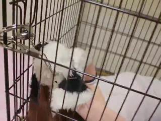 Kigurumi cão em gaiola escravidão e breathplay: grátis porno 65